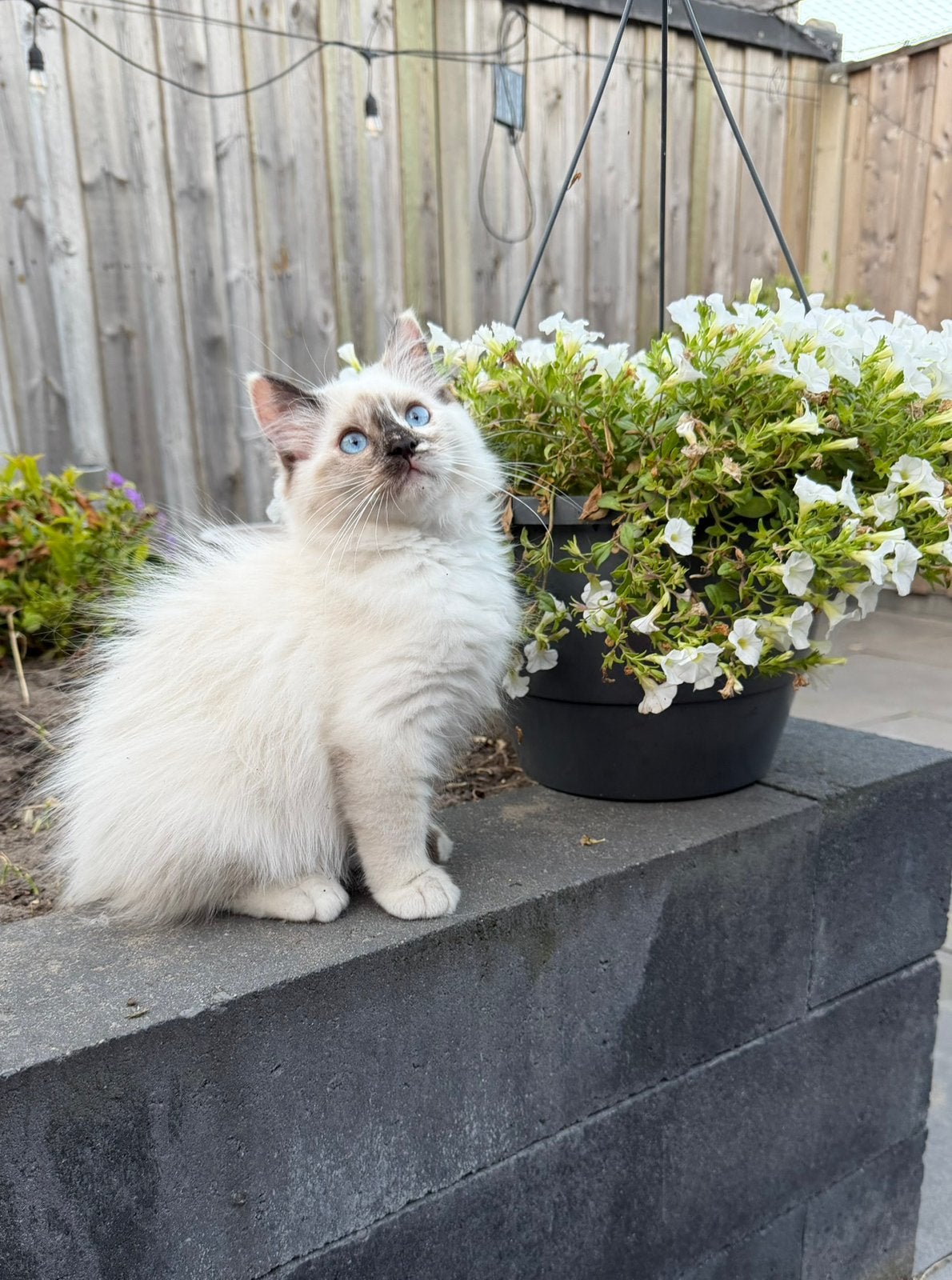 Ragdoll kittens met stamboom geteste ouders MOGEN VERHUIZEN, Meerdere dieren, Met stamboom, 0 tot 2 jaar