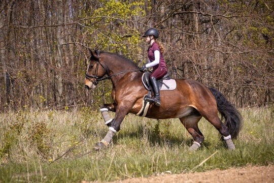 leaser gezocht! lease paard aangeboden, Ophalen of Verzenden, Nieuw