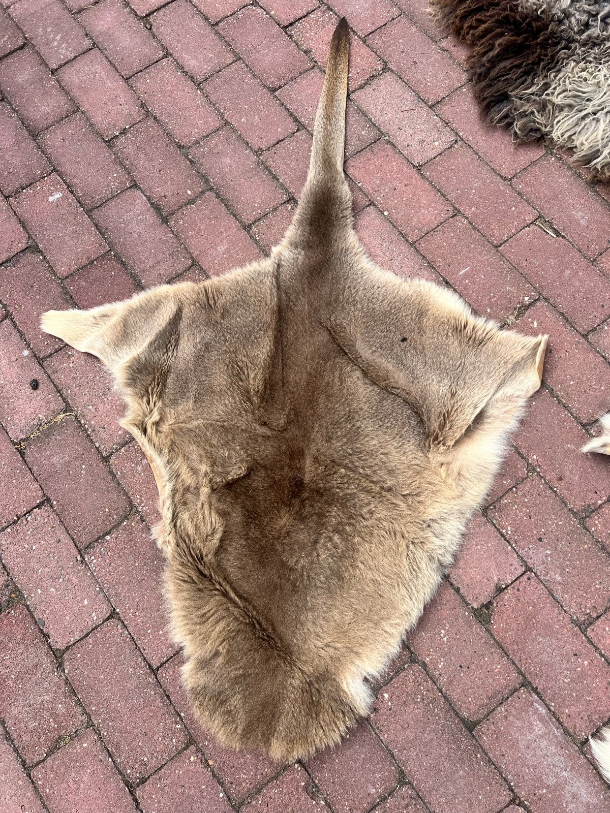 Prachtige kangoeroehuid - Bruin/Beige, Ophalen, 100 tot 150 cm, Bruin, 50 tot 100 cm