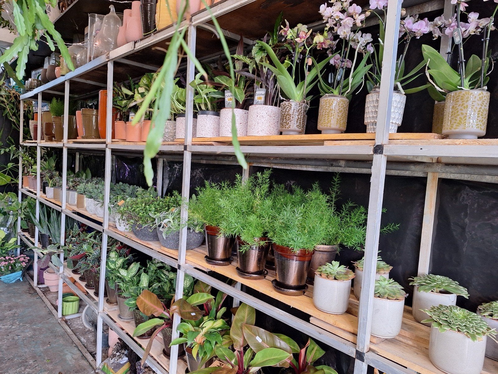 nieuwe kamerplanten en potten binnen gekregen, Ophalen, Halfschaduw, Minder dan 100 cm