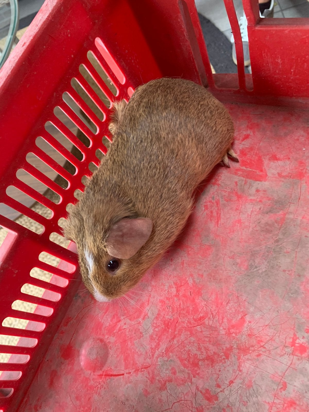 Cavia beertje, Cavia, Juni, Mannelijk, Tam