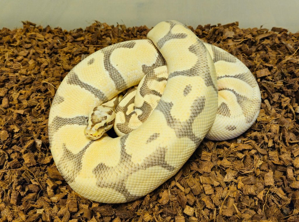 0.1 Enchi Pastel Desert Ghost Proven breeder, Dieren en Toebehoren, Reptielen en Amfibieën, Slang, 0 tot 2 jaar