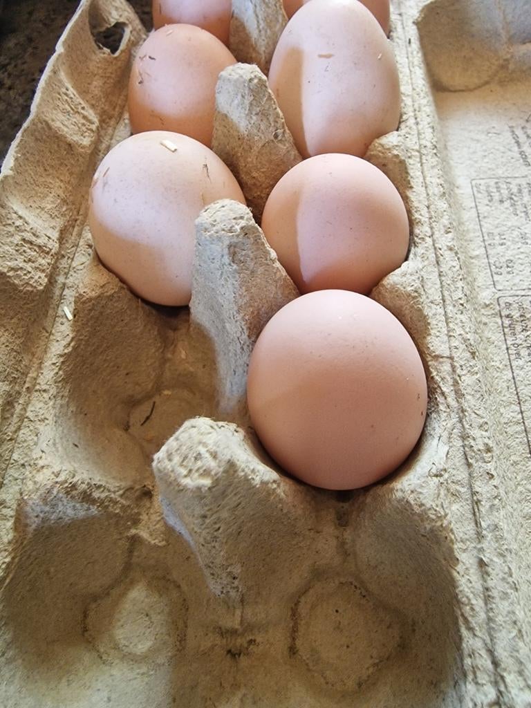 Broedeieren Brahma groot, Dieren en Toebehoren, Geslacht onbekend, Kip