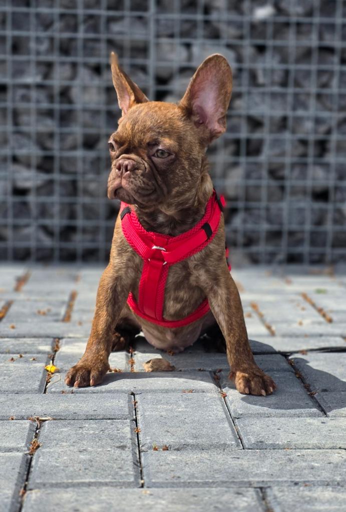 💙 Super leuke X franse bulldog reu pup choco brindl 💙, Parvo, Reu, 8 tot 15 weken, Bulldog