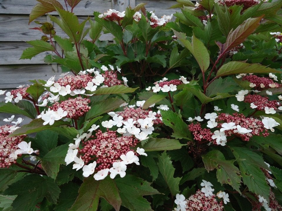 Viburnum sargentii 'Onondaga' Onondaga(Sneeuwbal) vruchten, Overige soorten, Vaste plant, Ophalen of Verzenden, Halfschaduw