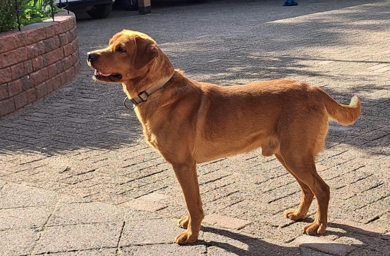 Labrador Retriever Foxred dekreu, Reu, Parvo, Eén hond, 3 tot 5 jaar