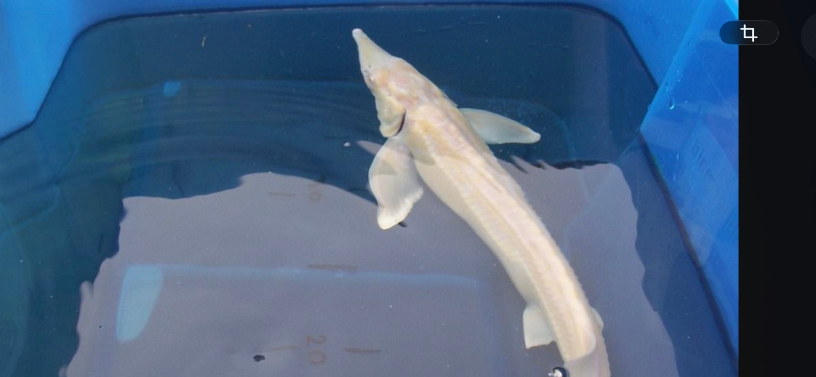 Zoekend na albino steuren., Dieren en Toebehoren, Vissen | Vijvervissen, Steur