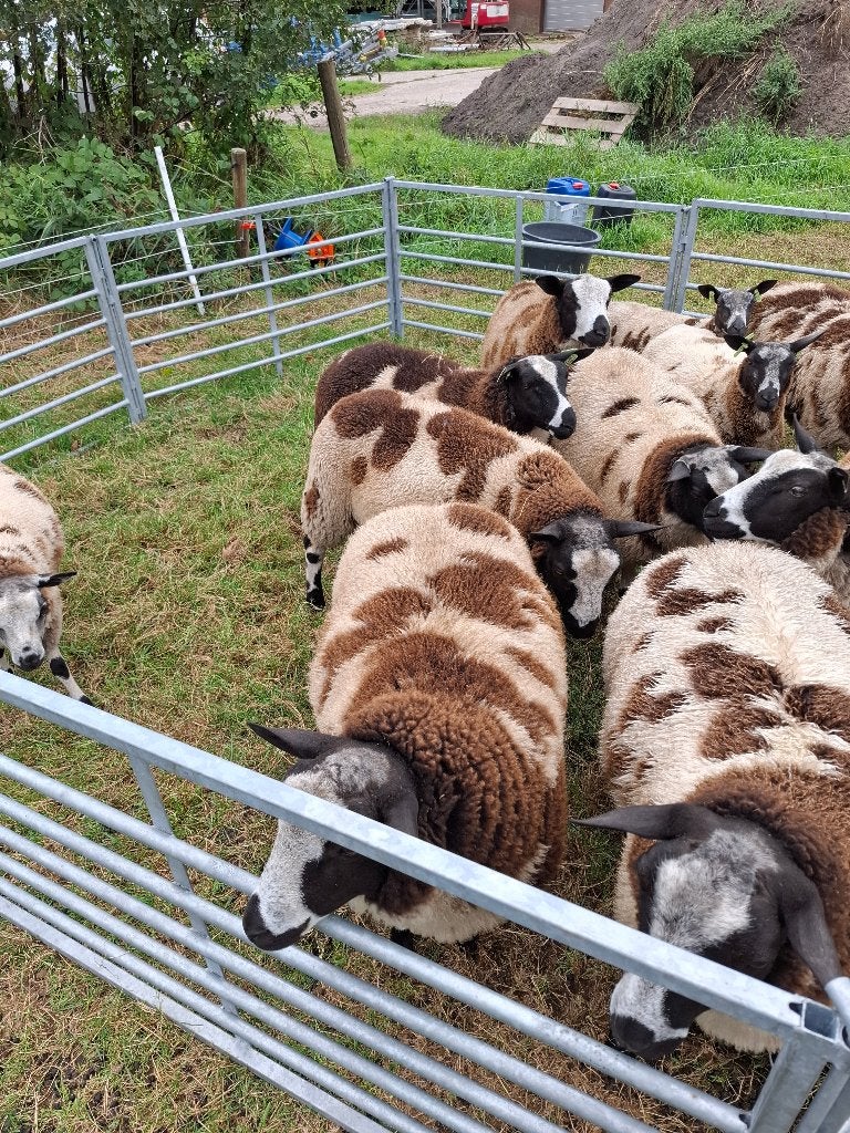 Mooie rammen, Dieren en Toebehoren, Schapen, Geiten en Varkens, Mannelijk, Schaap, 0 tot 2 jaar