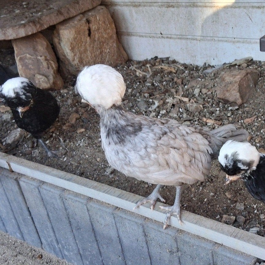 Kuifhoen kriel kuikentjes Handtam - koppeltje €25euro - €20, Dieren en Toebehoren, Meerdere dieren, Kip