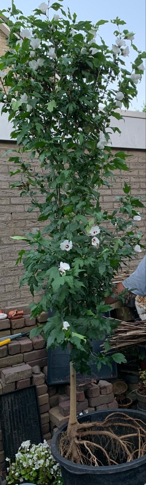 Grote Hibiscus struik (2m+) met witte bloemen en sterke wort, Volle zon, Vaste plant, Zomer, Ophalen
