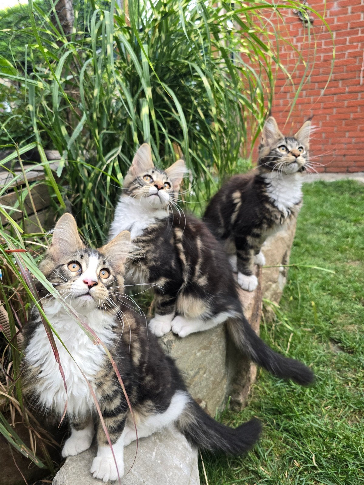 Maine Coon kater met stambo. Mag  27.7. Nestje verlaten, Dieren en Toebehoren, Katten en Kittens | Raskatten | Langhaar, Meerdere dieren