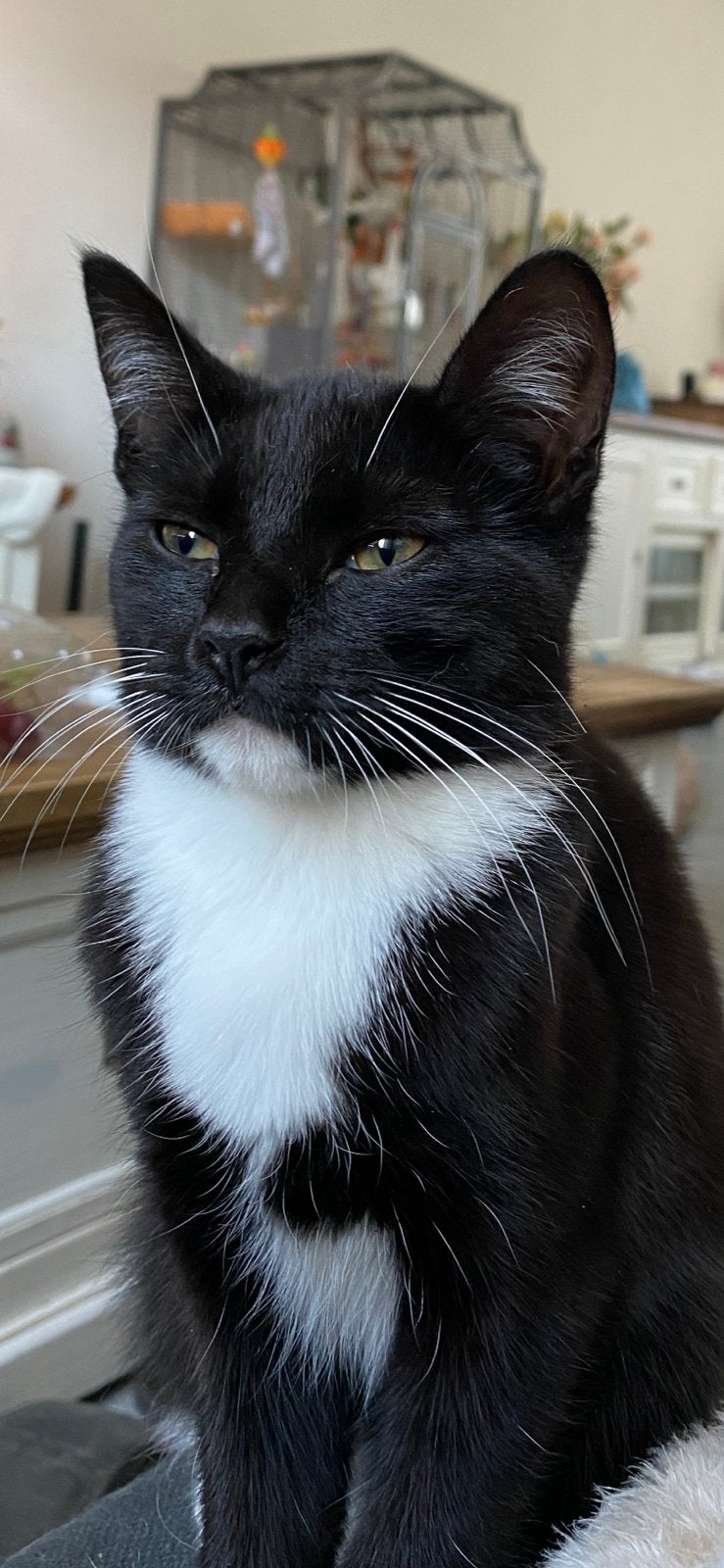 Mooie kittens kruising, Poes, Ontwormd
