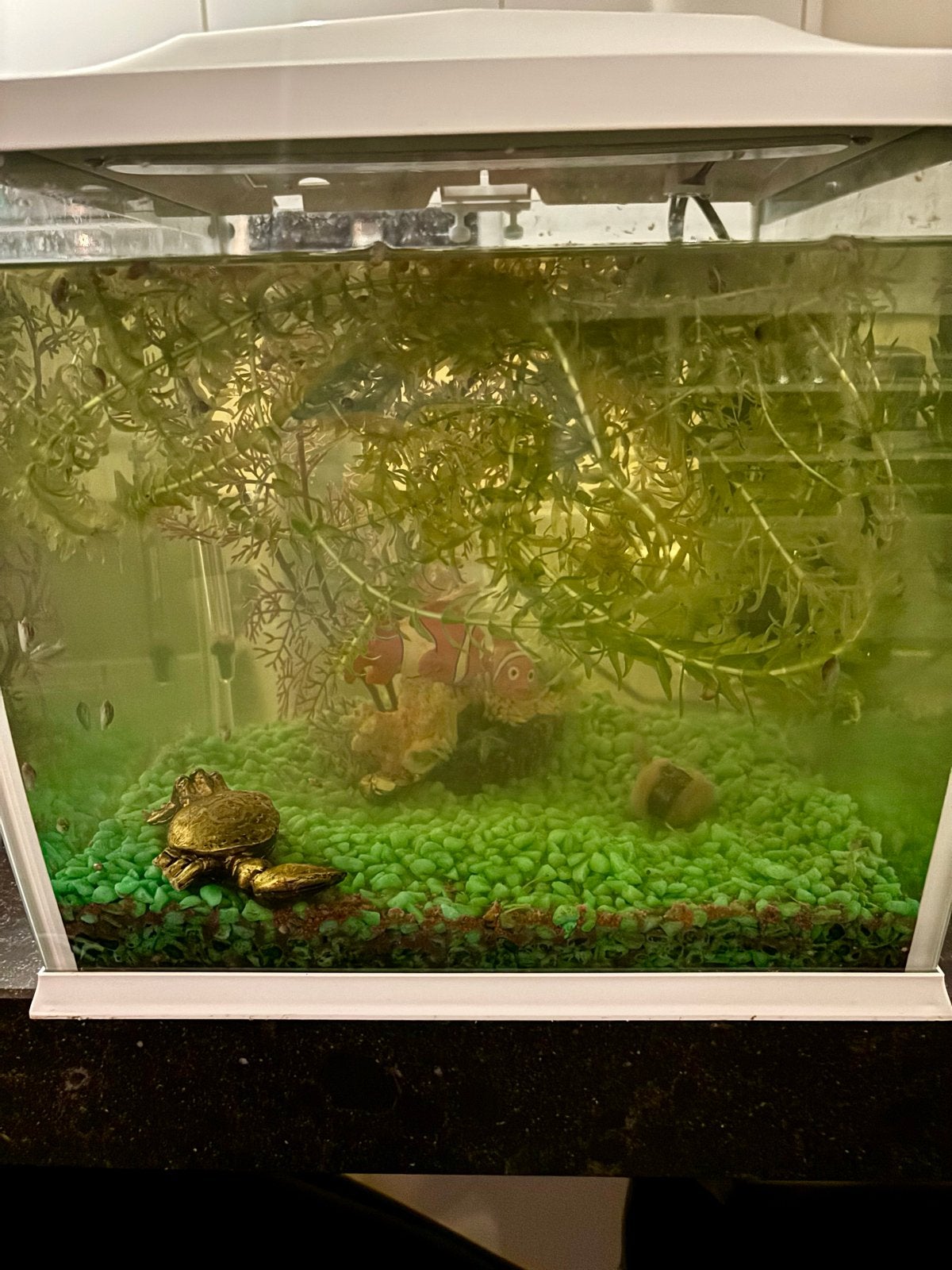 Zo goed als nieuw compleet aquarium!, Ophalen, Zo goed als nieuw, Gevuld zoetwateraquarium