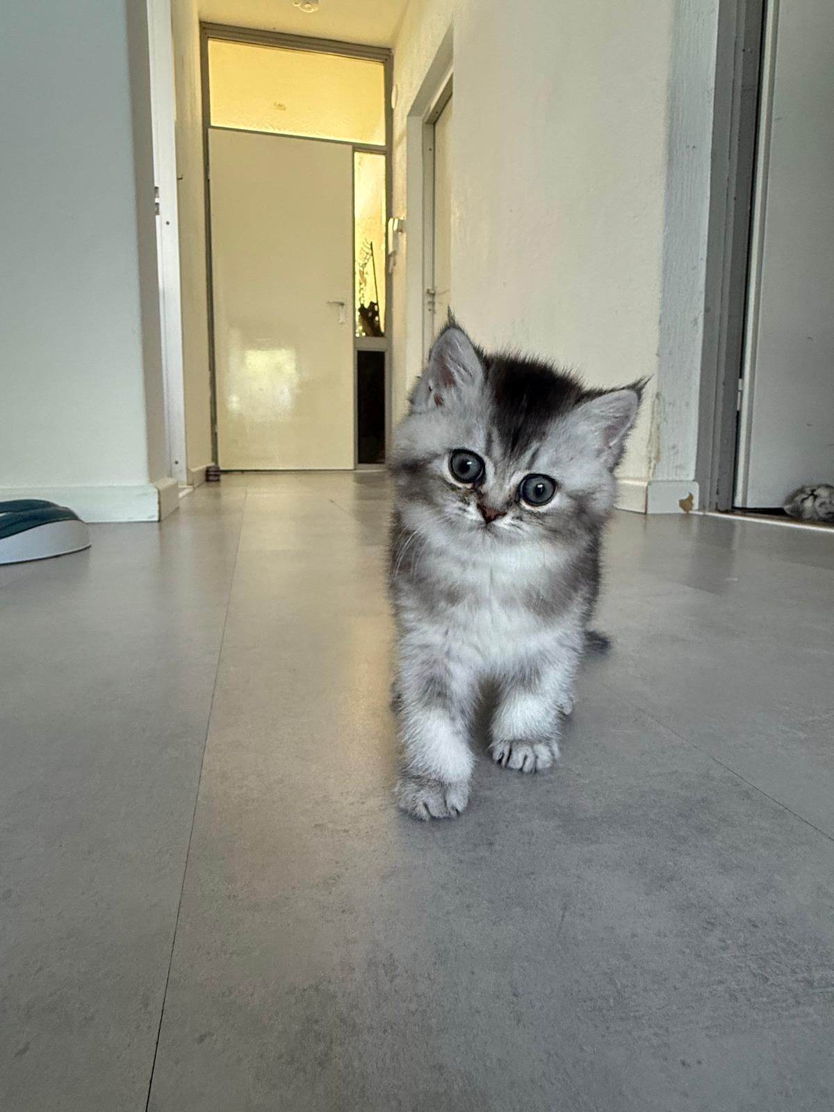 5 PRACHTIGE BRITSE KORTHAAR KITTENS! 4 OVER!, Dieren en Toebehoren, Katten en Kittens | Raskatten | Korthaar, Meerdere dieren