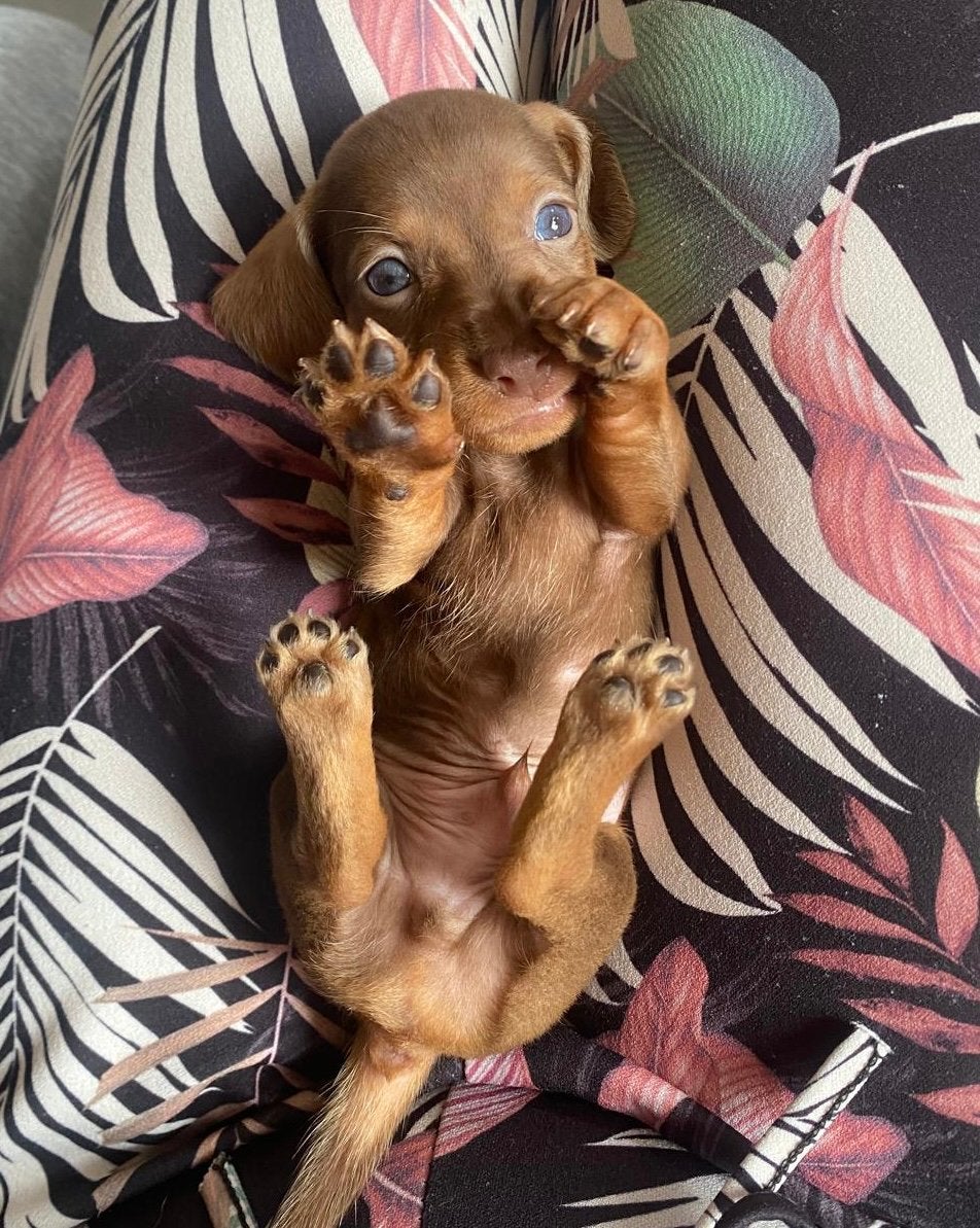 🐶 super schattige dwergteckel dwerg teckel pups 🩷💛🧡💜💚, Dieren en Toebehoren, Honden | Teckels en Dashonden, Parvo, 8 tot 15 weken