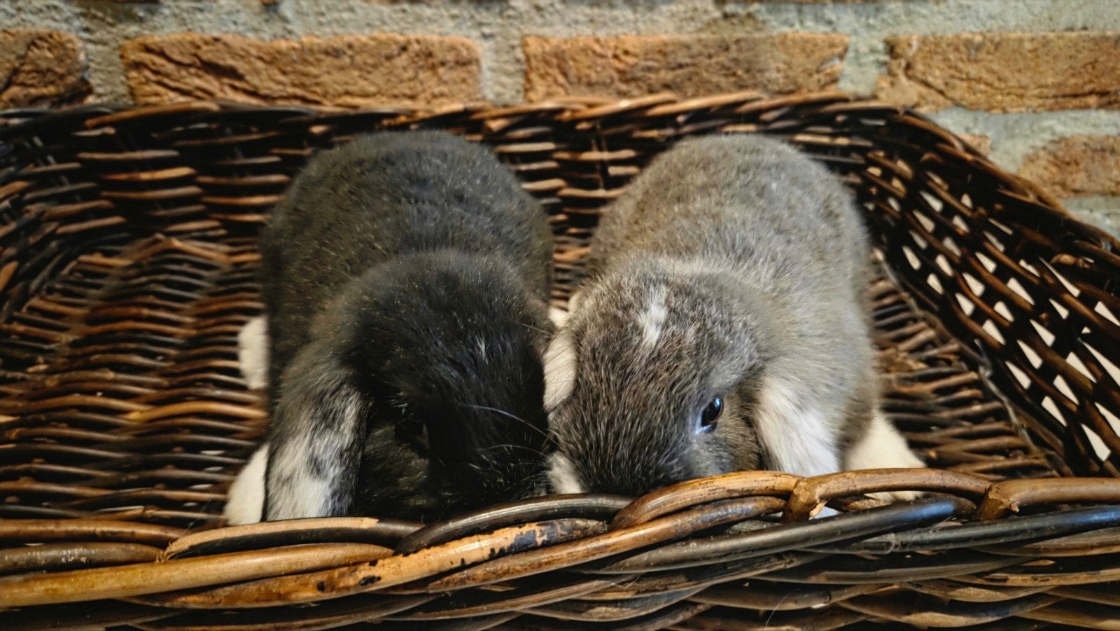leuke bonte hangoordwergkonijnen, Dieren en Toebehoren, Meerdere dieren, Klein, Hangoor, 0 tot 2 jaar