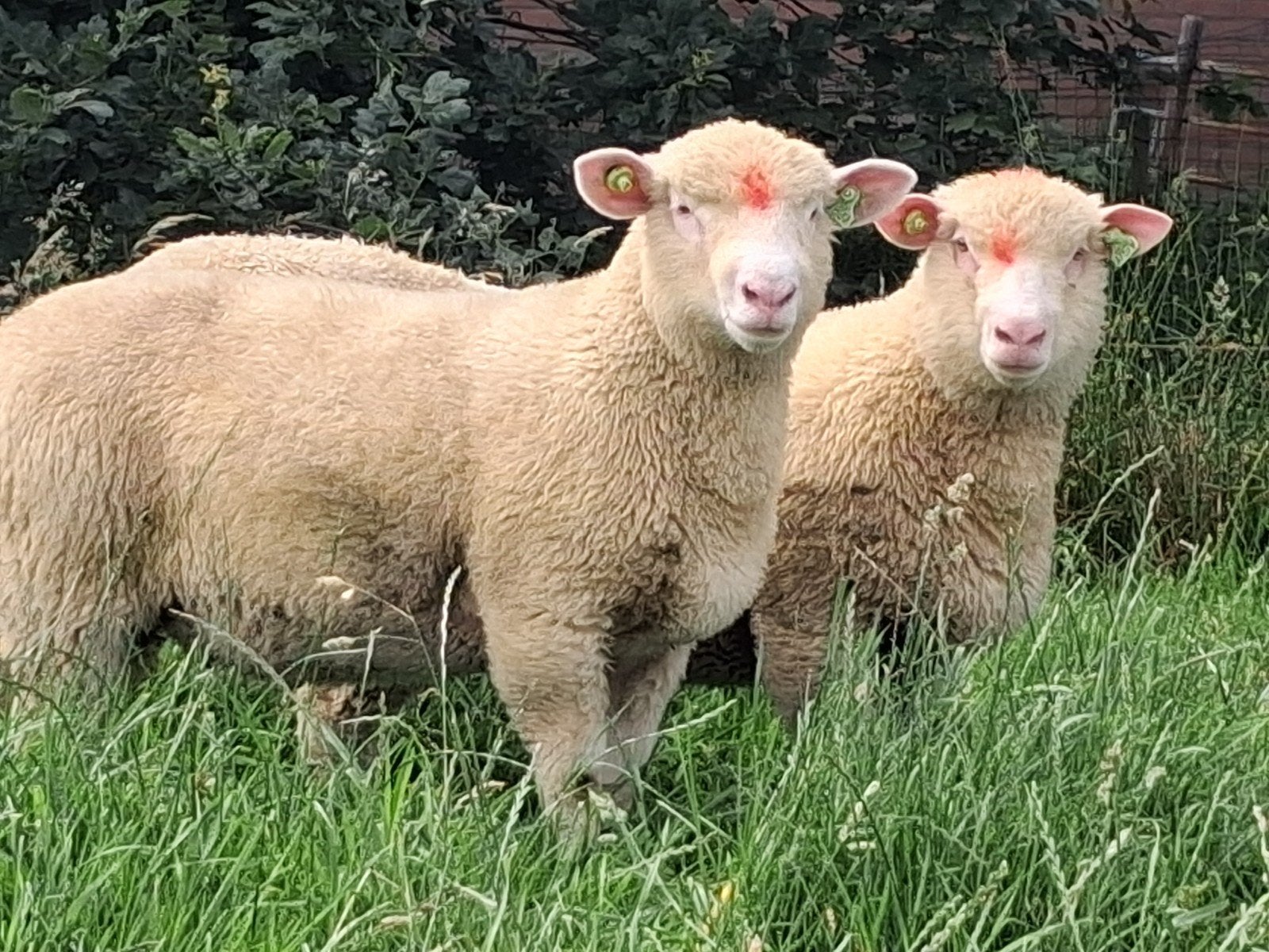 Poll Doret ramlammeren, Dieren en Toebehoren, Schapen, Geiten en Varkens, Mannelijk, Schaap