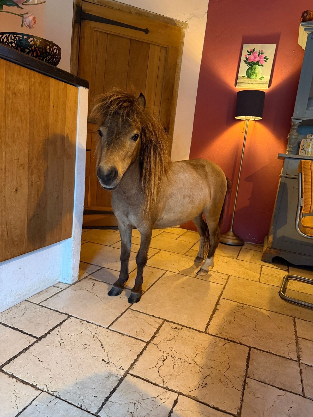 Luxe buckskin merrie – Amerikaanse Miniatuur met AMHA-papier, Merrie, Minder dan 160 cm, Gechipt, 0 tot 2 jaar