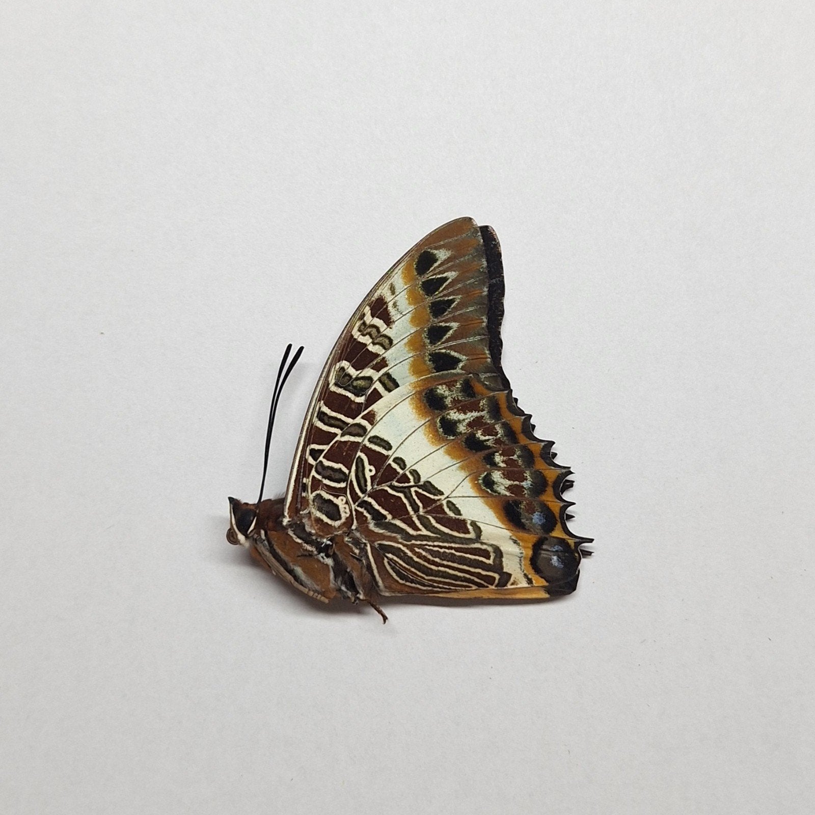 charaxes brutes, charaxes candiope ongeprepareerde vlinders, Ophalen of Verzenden, Nieuw, Insect, Opgezet dier