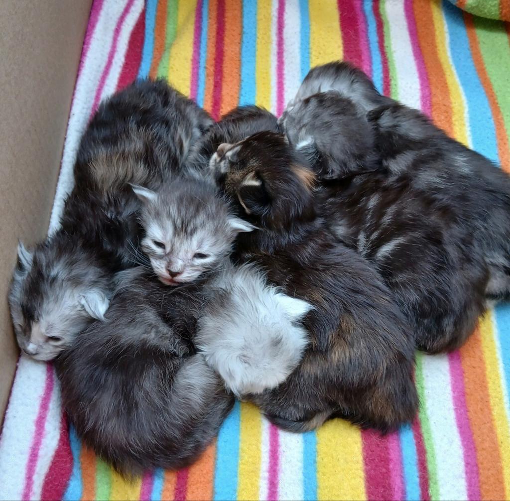 Maine coon kittens., Dieren en Toebehoren, Katten en Kittens | Raskatten | Langhaar, Meerdere dieren, Gechipt, 0 tot 2 jaar
