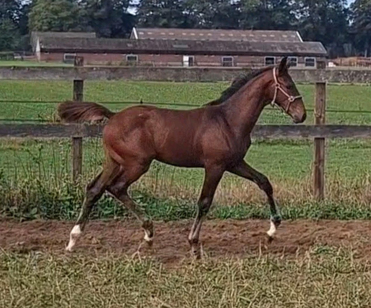 Knap veulen te koop!, Dieren en Toebehoren, Paarden, Met stamboom, Niet van toepassing, Dressuurpaard, 0 tot 2 jaar