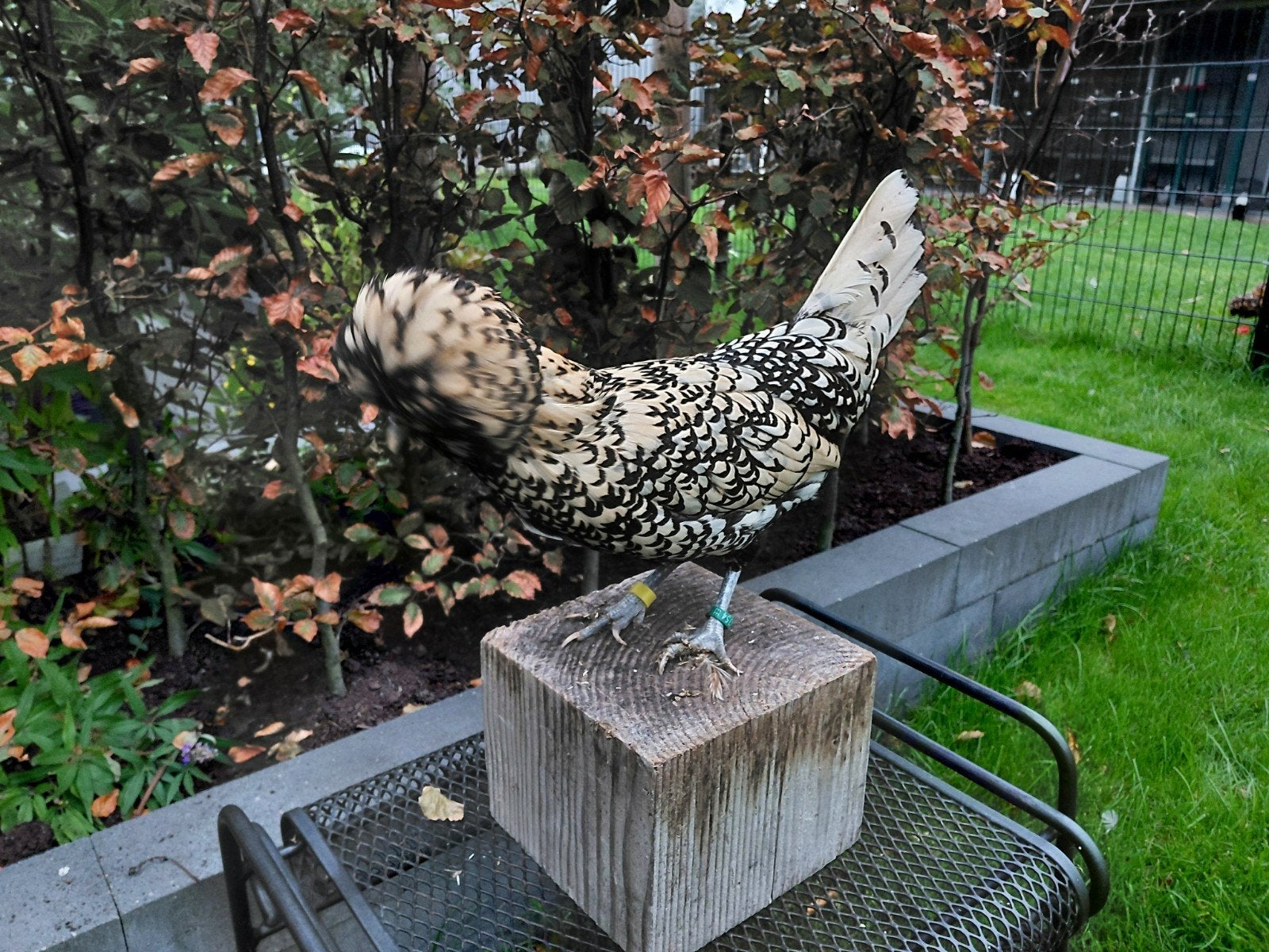 Broedeieren Baardkuifhoen (groot type), Dieren en Toebehoren