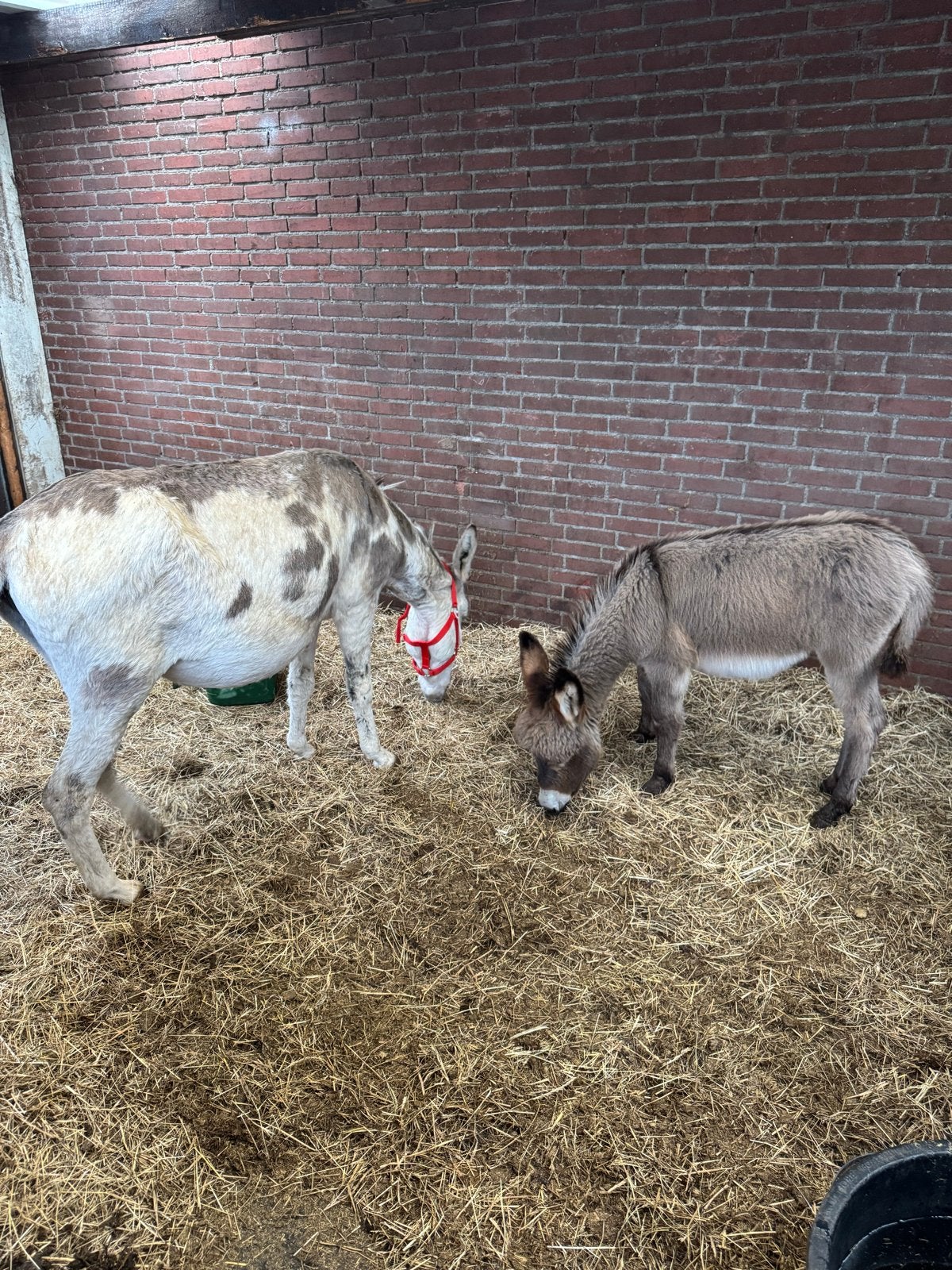Lieve ezel met met hengst veulen, Dieren en Toebehoren, Mei, Meerdere dieren