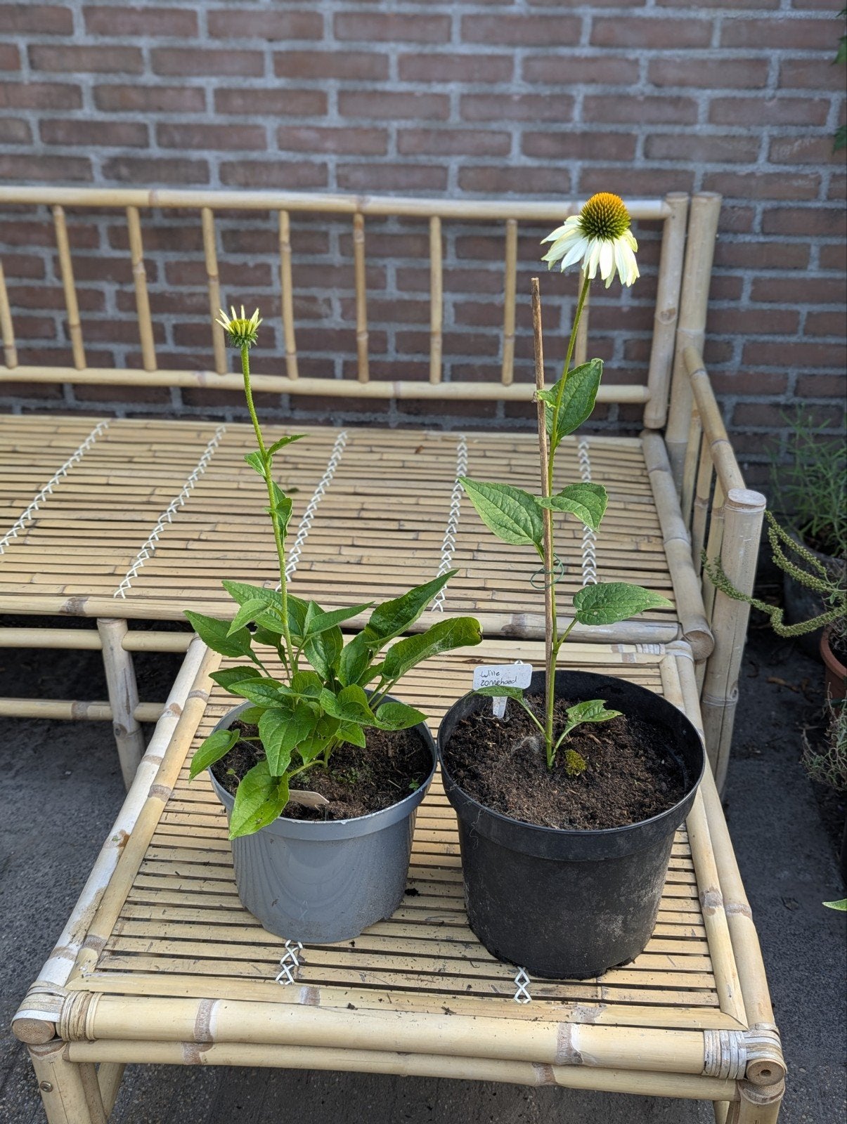 Witte zonneboed, Ophalen, Vaste plant, Overige soorten, Volle zon