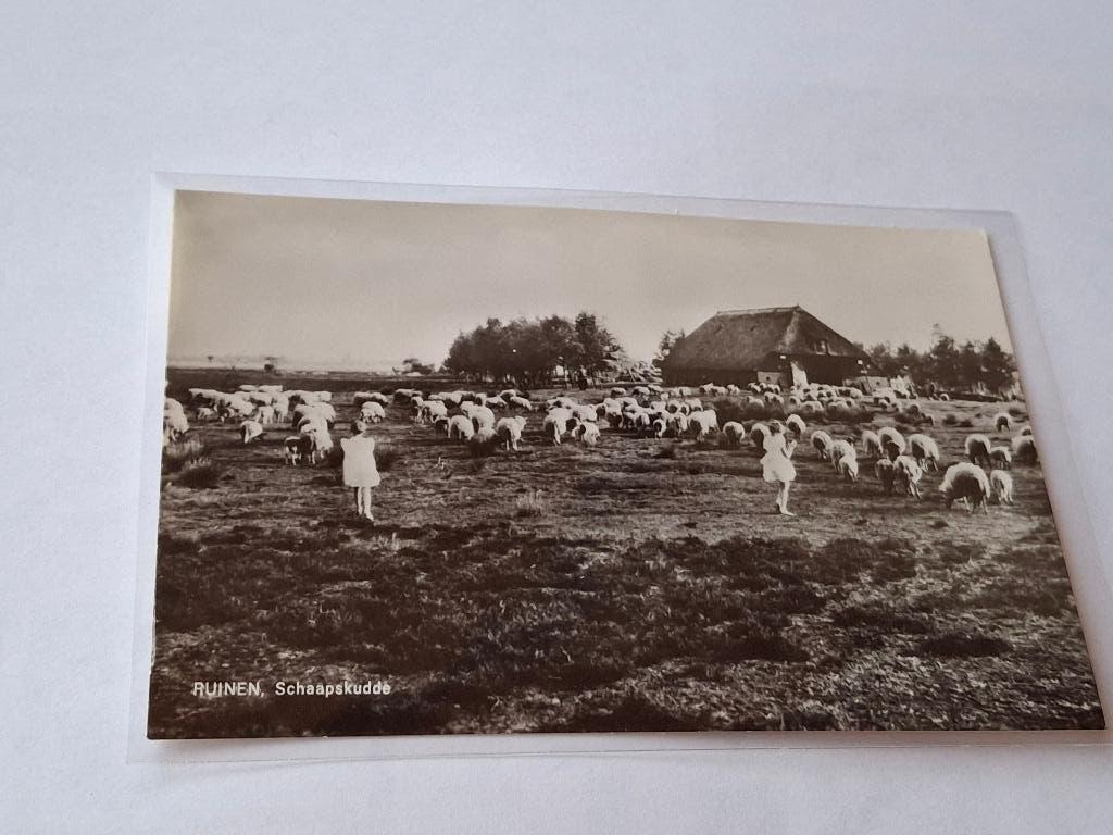 Ansichtkaart Ruinen schaapskudde, Verzenden, 1940 tot 1960, Ongelopen, Drenthe