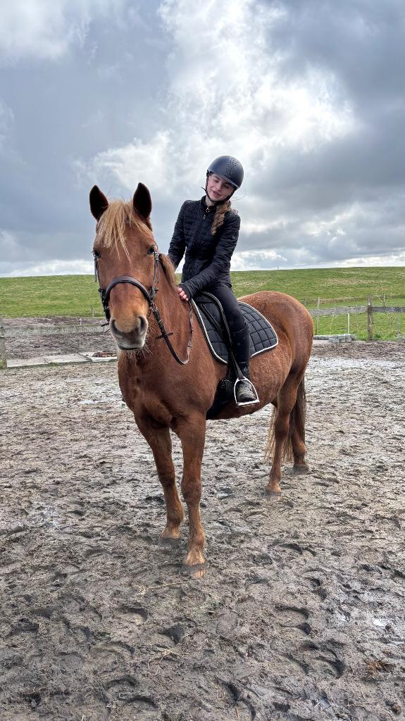 2 Verzorgponys gezocht / 2 bijrijders aangeboden, Dieren en Toebehoren, Paarden en Pony's | Verzorgingsproducten, Ophalen of Verzenden