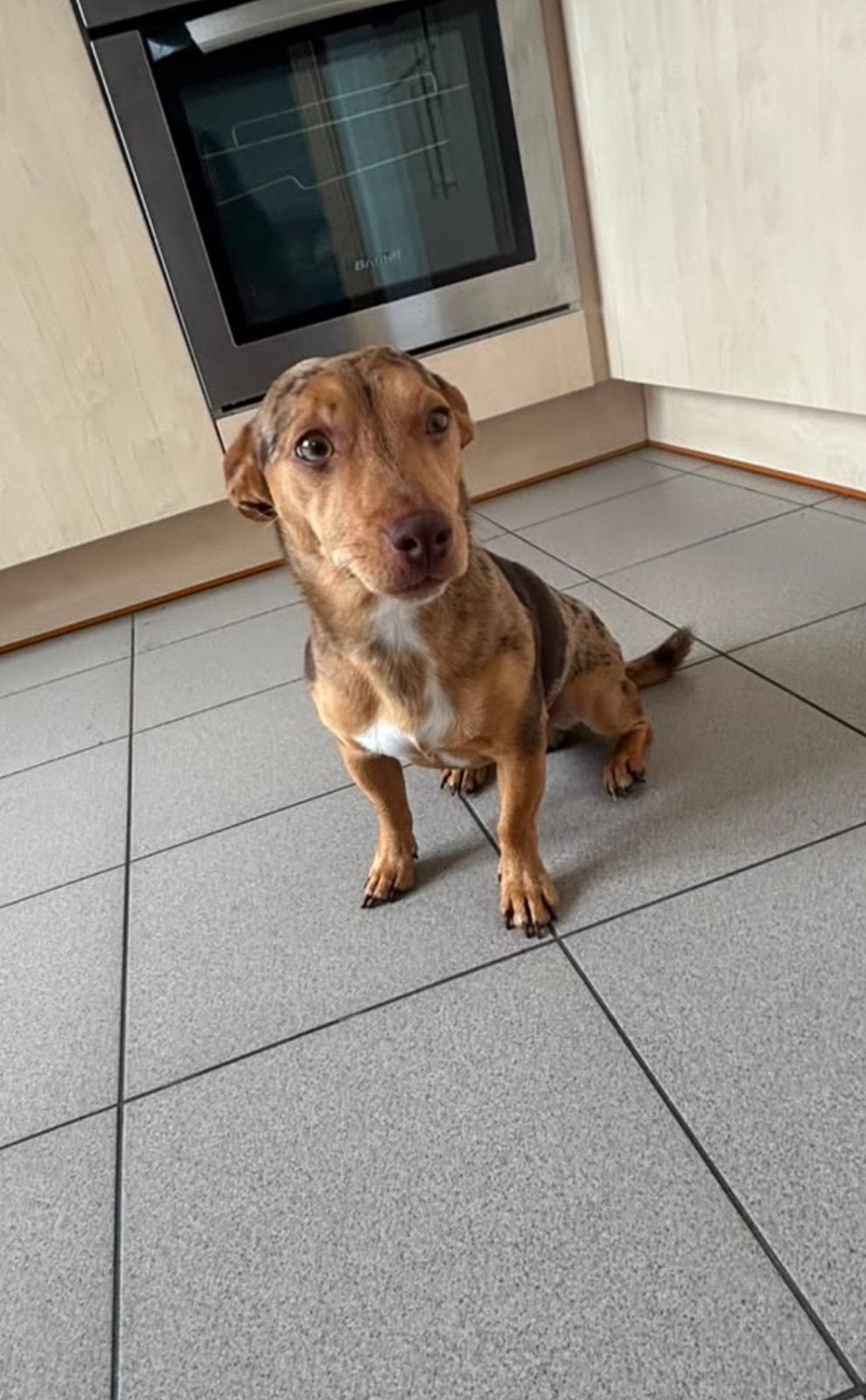 Prachtige Jack Russell Merle Reutje– Unieke Verschijning!, Dieren en Toebehoren, Honden | Jack Russells en Terriërs, Jack Russell Terriër
