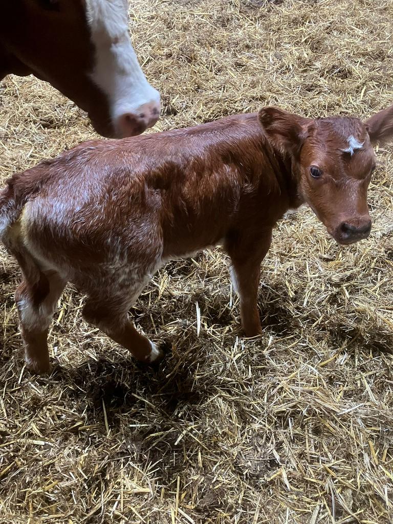 Vbr  dikbil zoog stel ook apart te koop, Dieren en Toebehoren, Vrouwelijk