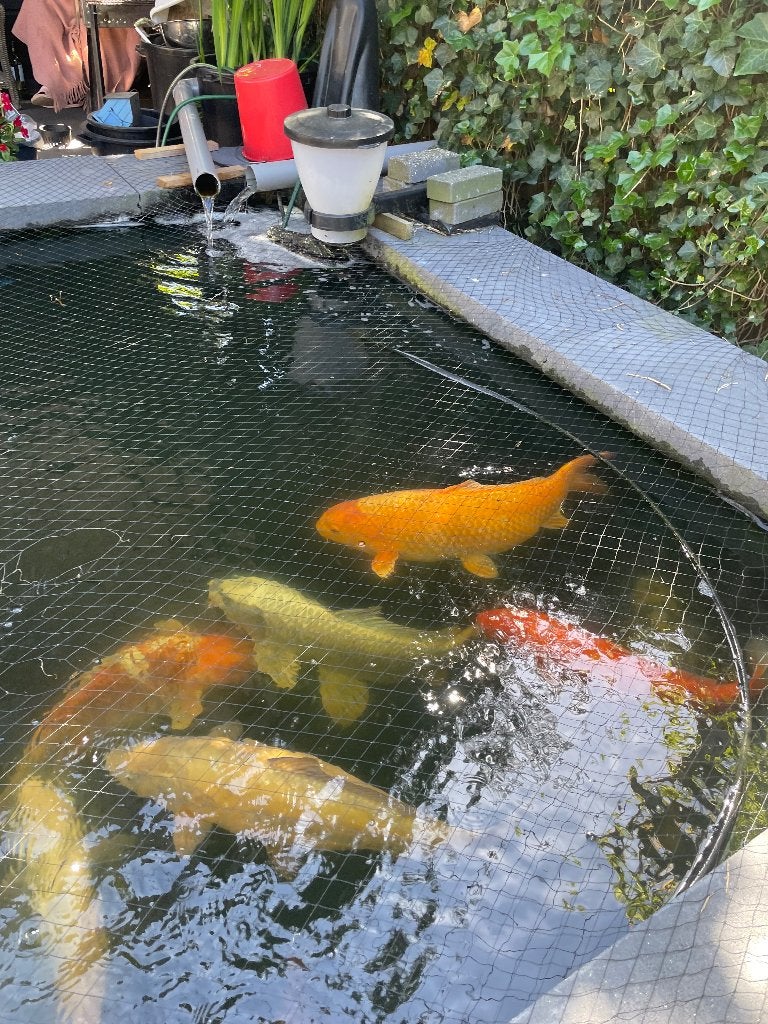 Japanse Koi Vijver 40+ KOIS, Dieren en Toebehoren, Karper of Koi
