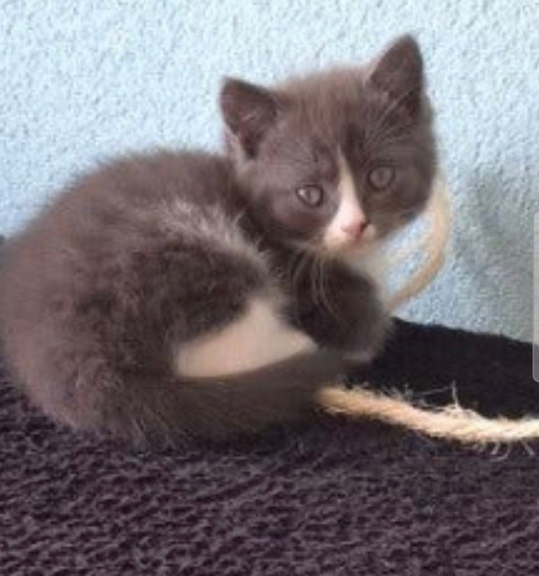 ragdoll kitten. mag nu verhuizen., Poes, Ontwormd, 0 tot 2 jaar