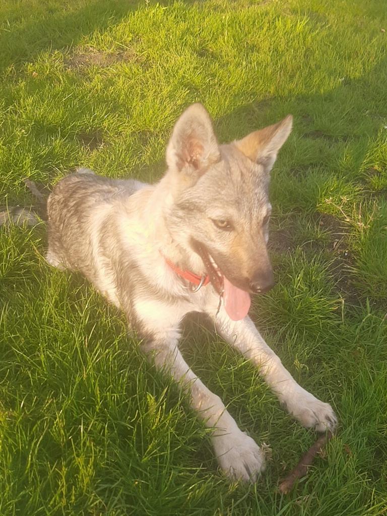 Tsjechslowaakse wolfhond, Dieren en Toebehoren, Parvo, Particulier, 8 tot 15 weken, Buitenland