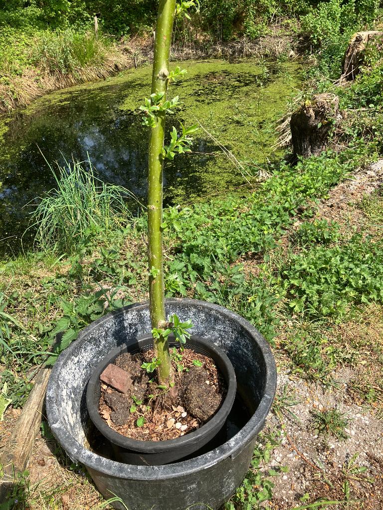 Knotwilg, Tuin en Terras, 100 tot 250 cm, Volle zon, In pot, Overige soorten