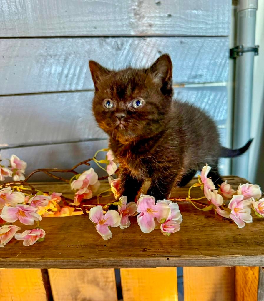 🐾 prachtige brits korthaar kittens cinnemon torti 🐾, Dieren en Toebehoren, Katten en Kittens | Raskatten | Korthaar, Meerdere dieren