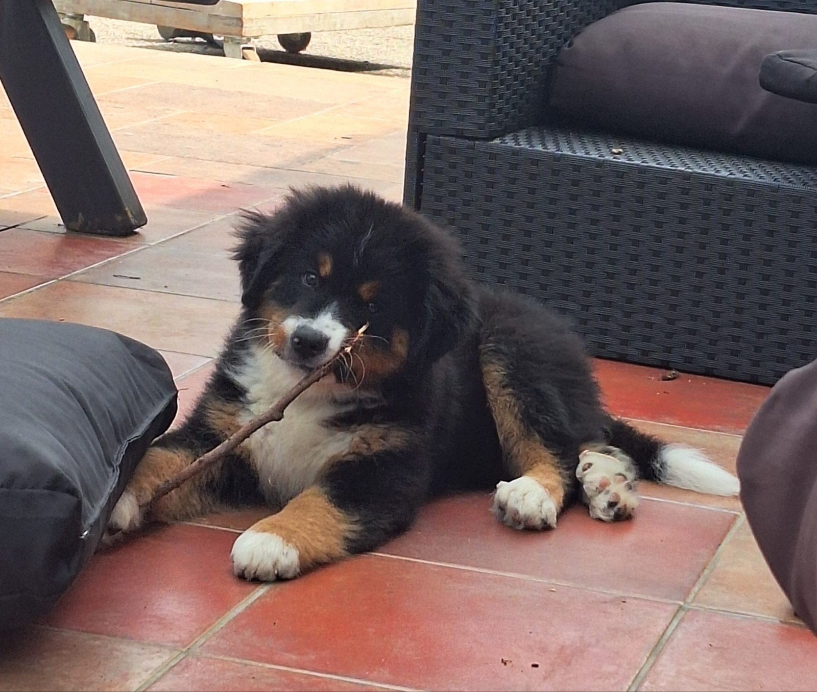 De liefste gezinshond! Nog 1 berner sennen reu, 8 tot 15 weken, Eén hond, Nederland, Particulier