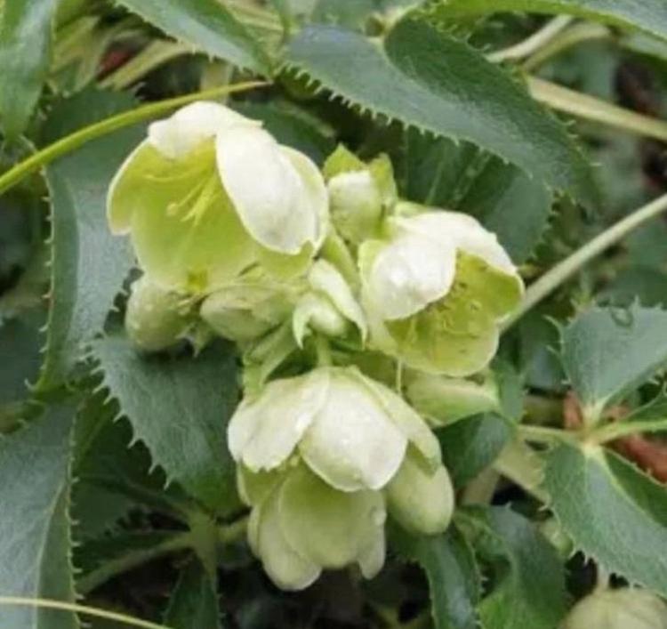 Helleborus in p9 pot - Mooie witgroene winterbloeier, Tuin en Terras, Planten | Tuinplanten, Vaste plant, Halfschaduw, Winter