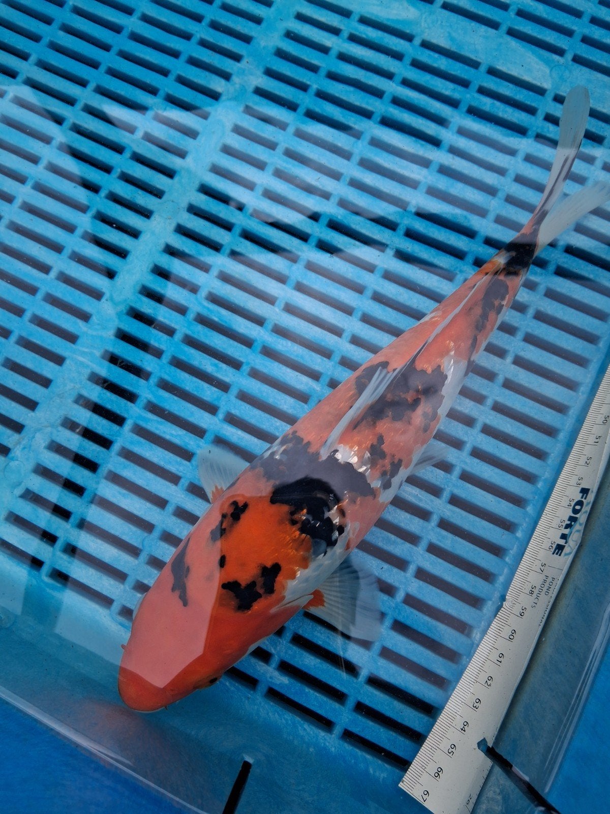 koi, Karper of Koi