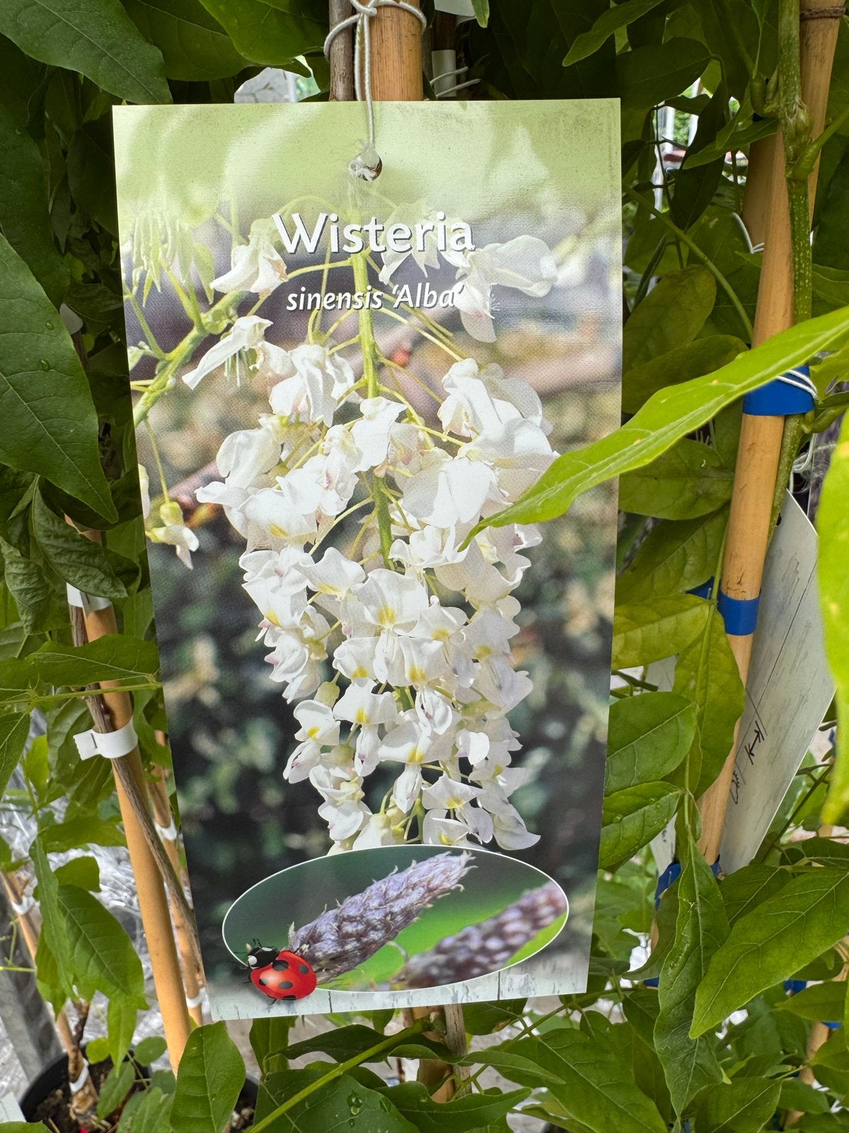 Wisteria (Blauwe, Witte, Rode Regen) 125/150 cm, Ophalen, Volle zon, Vaste plant, Klimplanten