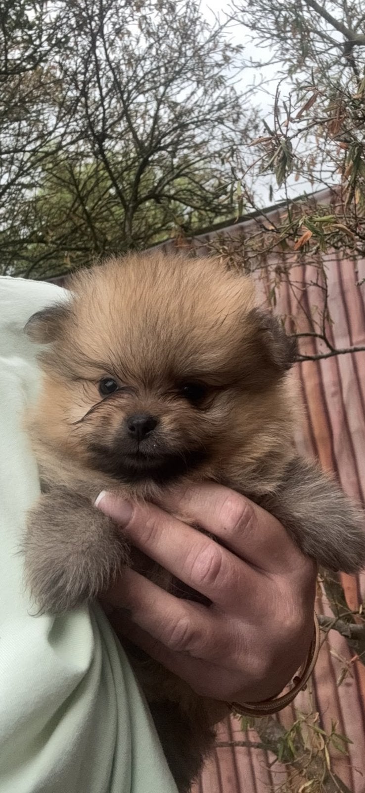 Super mooie Pomeranian/pomeriaan pups Bearface., Parvo, Keeshond, 8 tot 15 weken, Meerdere