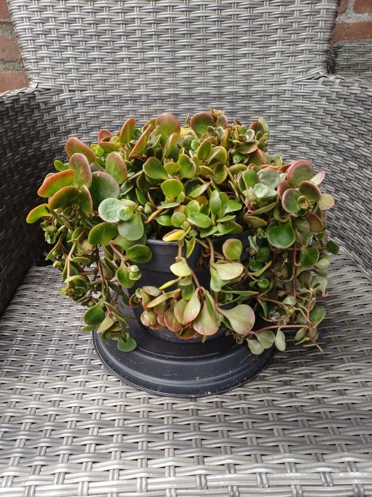Sedum  (Vetkruid), Ophalen, Bodembedekkers, Volle zon, Vaste plant