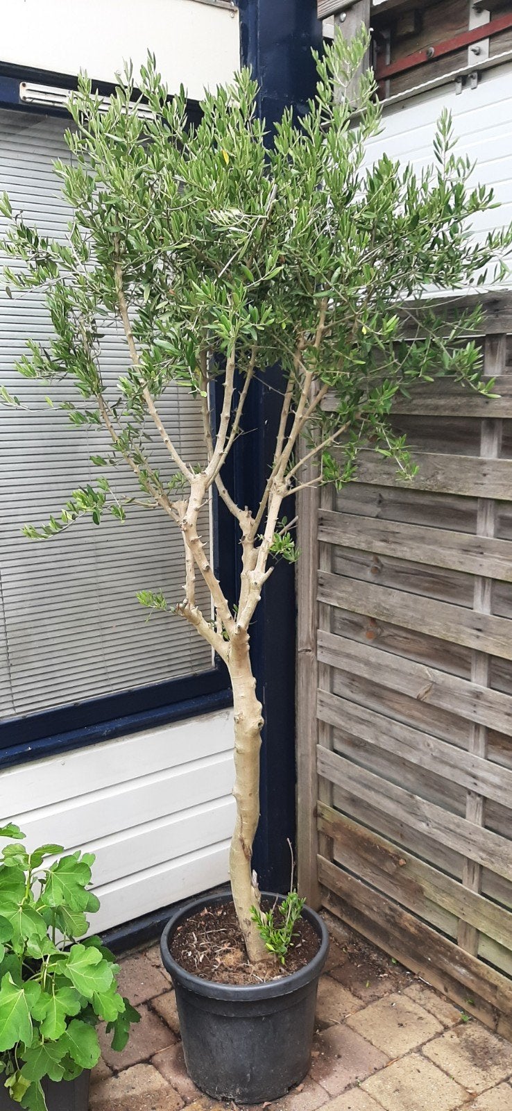 Olijfboom, 100 tot 250 cm, Olijfboom, Zomer, Ophalen