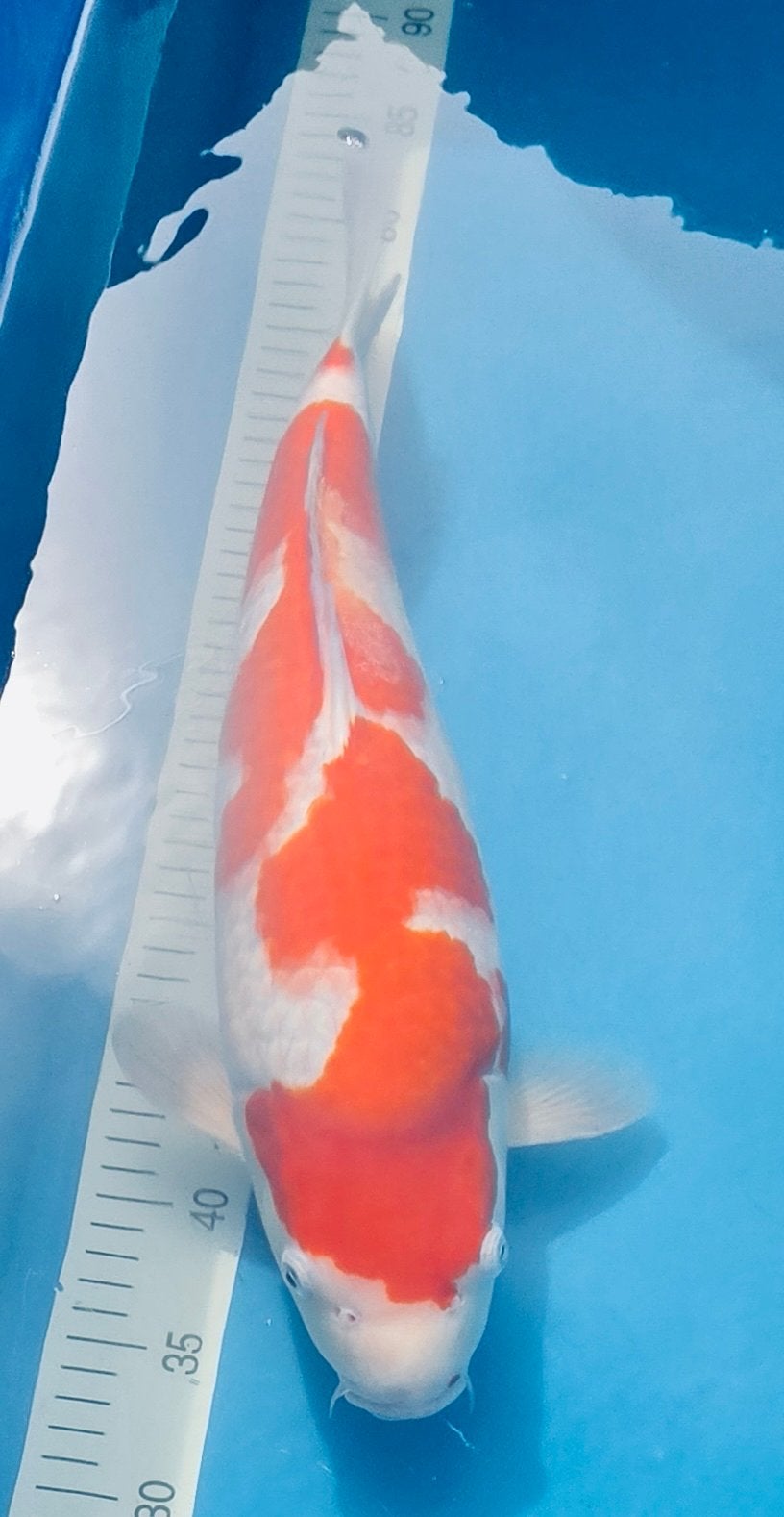 Japanse Koi, Kohaku Sakai, Vis