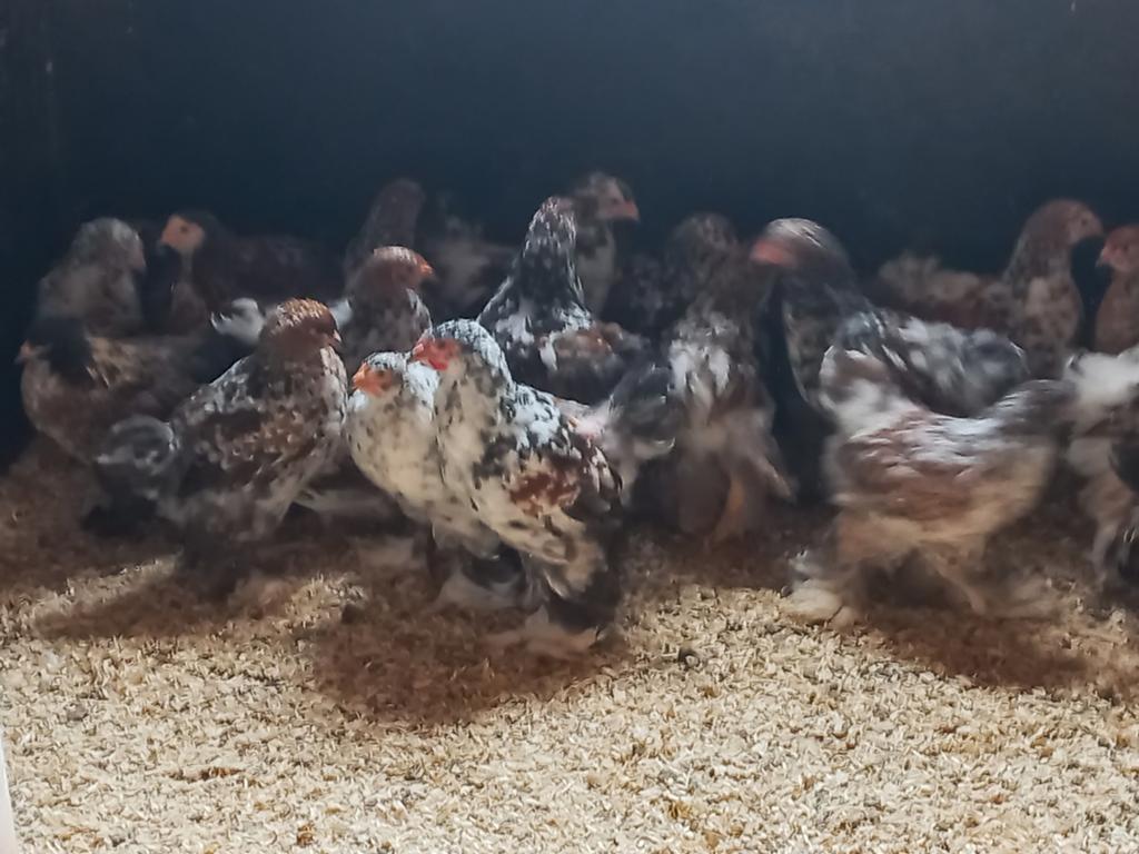 Gratis, Dieren en Toebehoren, Pluimvee, Kip, Mannelijk