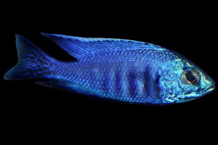 Malawi Cichliden: Copadichromis azureus Mbenji, Dieren en Toebehoren, Vis, Zoetwatervis