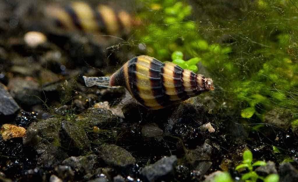 Helenaslakken, Dieren en Toebehoren