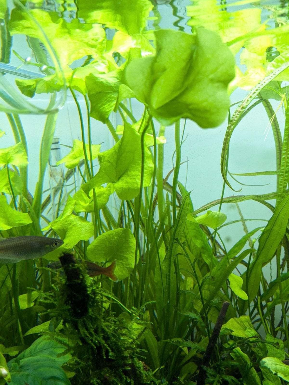 Aquariumplant Nymphoides "Taiwan", Dieren en Toebehoren, Vissen | Aquaria en Toebehoren, Ophalen of Verzenden, Nieuw, Plant(en), Steen of Hout