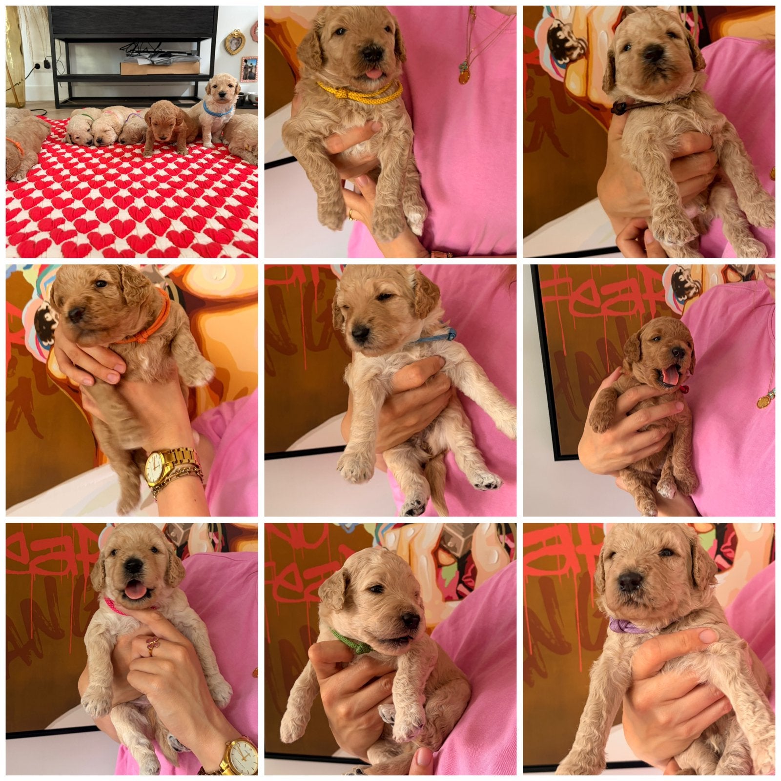 Goldendoodle pups 7 juni geboren 2 teefjes en 6 reutjes, Parvo, Overige rassen, 8 tot 15 weken, Meerdere dieren